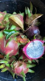 dragon fruit white vs red​