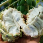 SUGAR APPLE