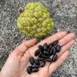 Green Sugar Apple Seeds for Sale
