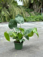 buy Monstera Deliciosa PLANT online