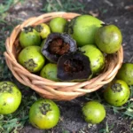 Shop fresh Black Sapote, also known as the chocolate pudding fruit. Enjoy its rich, sweet flavor and creamy texture. Order premium Black Sapote online for fast delivery!