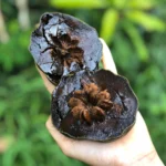 Shop fresh Black Sapote, also known as the chocolate pudding fruit. Enjoy its rich, sweet flavor and creamy texture. Order premium Black Sapote online for fast delivery!