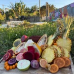 Ready-to-Eat Tropical Fruit Box