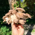 Fresh Black Pearl Oyster Mushrooms