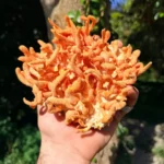 Fresh Cordyceps Mushrooms