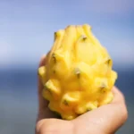 Yellow Dragonfruit (Pitaya)