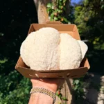 Fresh Lion's Mane Mushrooms