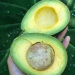 Avocado