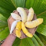 Durian Variety Pack - 6 Different Varieties