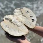 Premium Soursop (Guanabana)