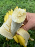 Gros Michel Banana