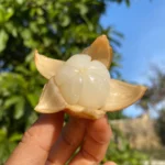 Langsat - Lanzones (Longkong) *Frozen*