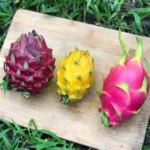 Dragonfruit Mix Box